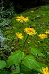 yellow flowers of Telekia speciosa blooming in summer.