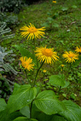 yellow flowers of Telekia speciosa blooming in summer.