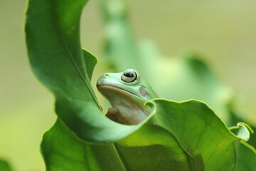 green tree frog on leaf