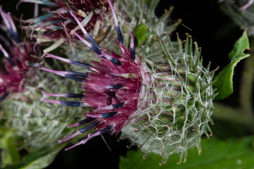 Prickly burdock fruits covered with sticky white cobwebs