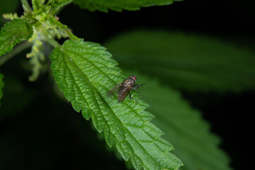 A fly sitting on a nettle leaf