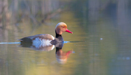 Red-crested pochard - Netta rufina - male bird at a small pond in spring