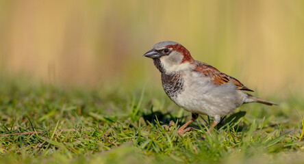 House sparrow - Passer domesticus - male bird in spring