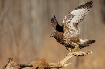 Common Buzzard - Buteo buteo - in winter at a wet forest