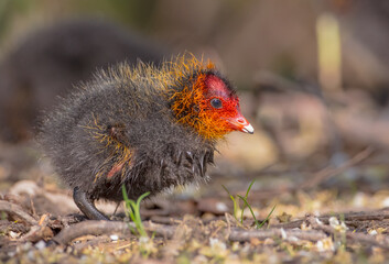 Eurasian coot - Fulica atra - juvenile bird in spring