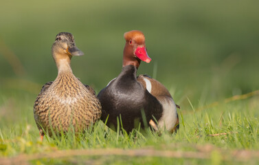 Red-crested pochard - male bird and Mallard - female near a small pond in spring