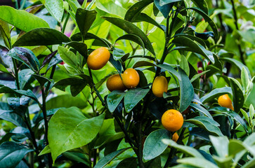 Citrus fruits lemon tangerine on green branches.