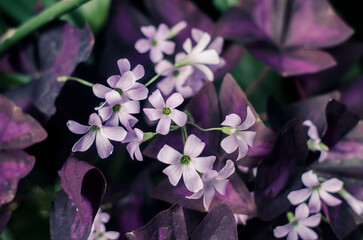 Decorative plant Triangularis with purple leaves and light flowers.