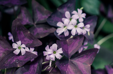 Decorative plant Triangularis with purple leaves and light flowers.