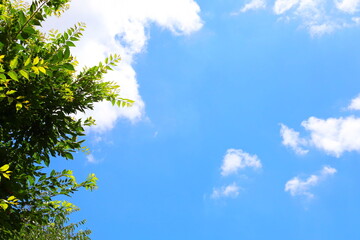 tree and clouds