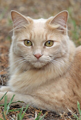 Cute ginger tabby cat lying on the grass