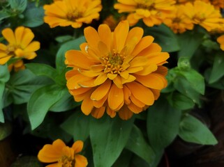 Common Zinnia or Zinnia elegans is one of the most famous flowering annuals of the genus Zinia