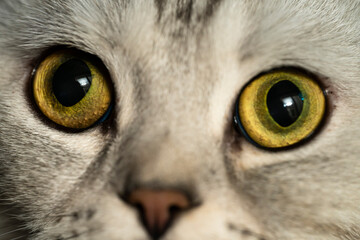 Close-up eyes of an adult scottish fold cat. High quality photo