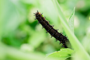 Doleschallia bisaltide. The larvae are black, with two rows of white spots on the back. Head with a pair of forked thorns