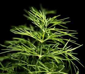 Green dill isolated on black background.