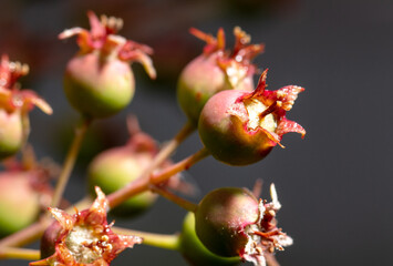 Irgi berries in nature. Macro