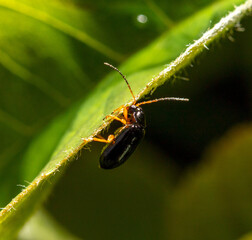 Beetle on a green leaf in nature.