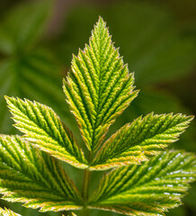 Green leaves on raspberries in nature.