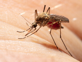 A mosquito drinks blood on human skin.