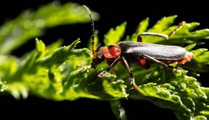 Beetle on a green leaf in nature.