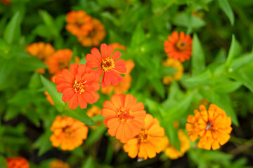 top view vibrant zinnia flowers blooming in the garden,selective focus
