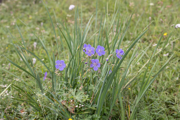 Delicate wild blue flowers on a green natural background