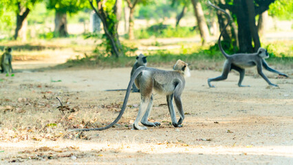 Grey Langur Monkeys in Sri Lanka. Specie Semnopithecus priam in Arugam bay.