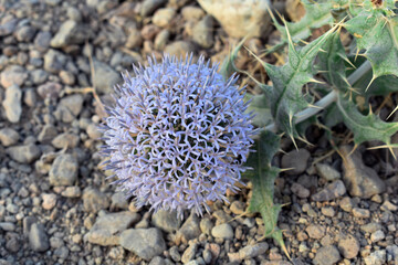 Fototapeta premium Beautiful flower in desert
