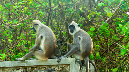 Gray langurs or Hanuman langurs, the most widespread langurs. Sri Lanka.