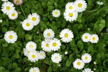 Daisies of chamomile in the grass. View from above.