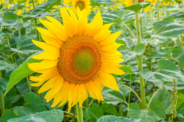 Obraz premium Beautiful sunflower in sunflowers field on summer with blue sky at Europe.