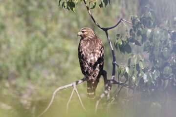 Red-Shouldered Hawk 