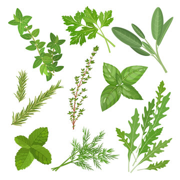 Spicy medicinal herbs set with thyme, mint, oregano, sage and other plants, square vector illustration isolated on white background
