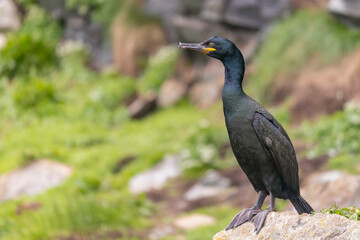 European shag - Gulosus aristotelis - standing on cliff with light green background. Photo from Hornoya Island in Norway. Copy space on left side.