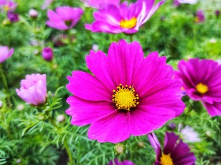 Fototapeta premium Cosmos bipinnatus, commonly called the garden cosmos or Mexican aster