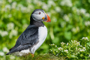Cute atlantic puffin - Fratercula arctica - on green fresh grass background with copy space on right side. Photo from Hornoya Island in Norway.