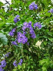 Duranta repens or Sinyo Nakal is a type of ornamental shrub that people usually plant as a living fence or garden component