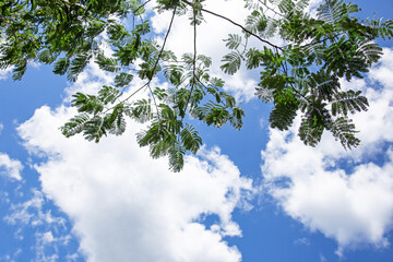 青空と雲と美しいねむの木の葉