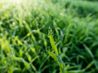 Bright green grass stems with few perfect, round water drops in early morning mist reflecting...