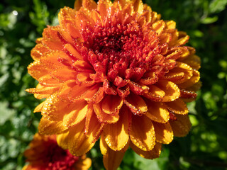 Macro shot of orange and red mum or chrysanth (Chrysanthemum) bloom completely covered with water droplets of morning dew in sunlight