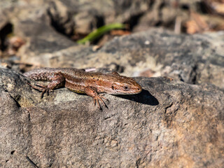 Naklejka na ściany i meble Viviparous lizard or common lizard (Zootoca vivipara) with detached tail sunbathing in the brigth sun on rock. Detailed view of head and eye