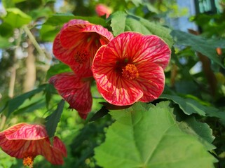 Abutilon sriatum or striped abutilon is a species of flowering plant in the family Malvaceae