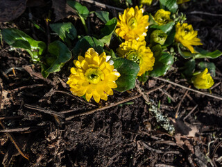 Attractive variety of buttercup (Ranunculus ficaria) 'Plena' with bright yellow and fully double...