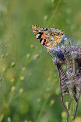 Painted lady butterfly (Vanessa cardui) on phacelia.