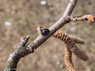 The pine ladybird or pine lady beetle - Exochomus quadripustulatus - walking on a branch of a hazel...