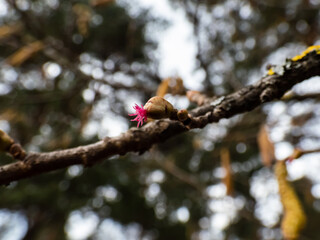 Macro shot of small, pink and magenta female buds and flowers at the tips of branches of the hazelnut tree. The flowers bloom before the leaves emerge. Hazelnuts in bloom