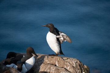 Common murre or common guillemot - Uria aalge - standing on rock with spread wings with blue water of Barents Sea in background. Photo from Hornoya Island in Norway.