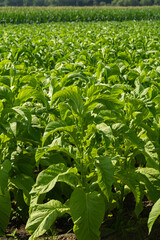 Fototapeta premium Yellow smoke grown on a large scale