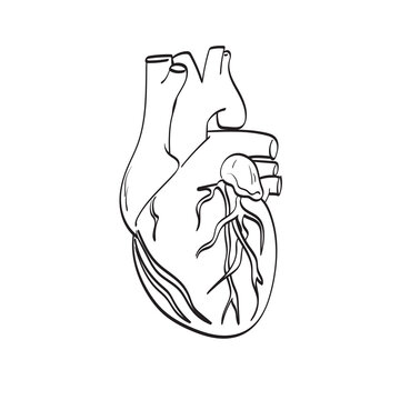 heart organ illustration vector hand drawn isolated on white background line art.