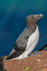 Portrait of razorbill - Alca torda - standing on rock with dark blue water of Barents Sea in...